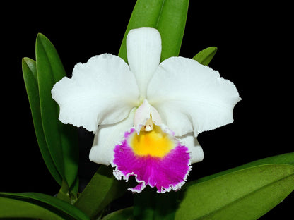 Cattleya Manuel Moran