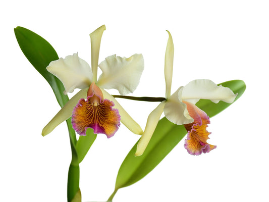 Cattleya Marilyn Lew