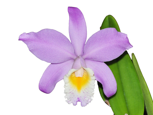 Cattleya Miss Endicott