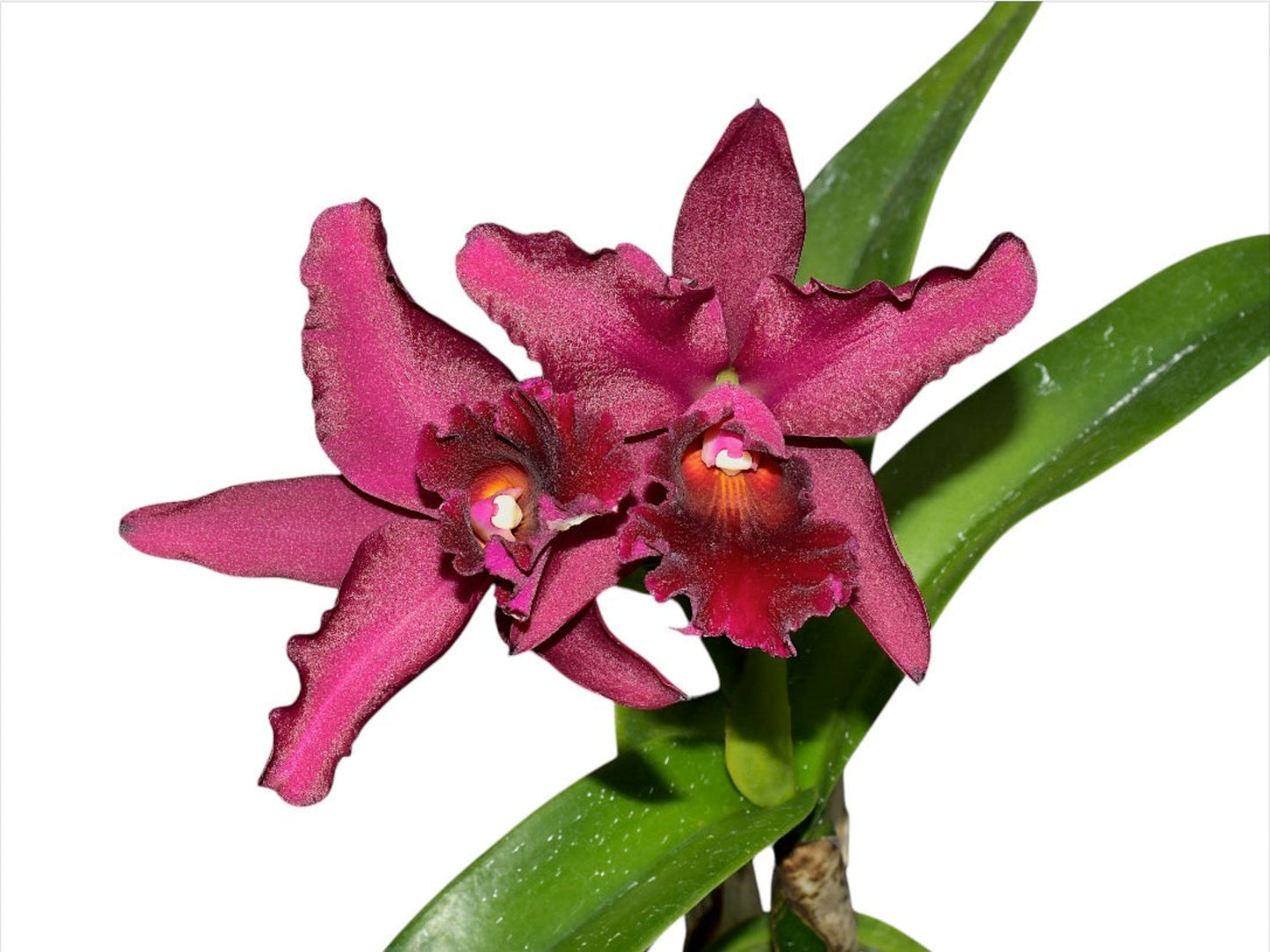 Cattleya Patricio Almeida