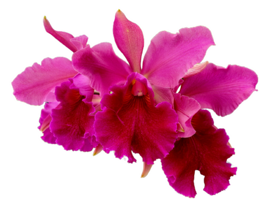 Cattleya Patricio Almeida