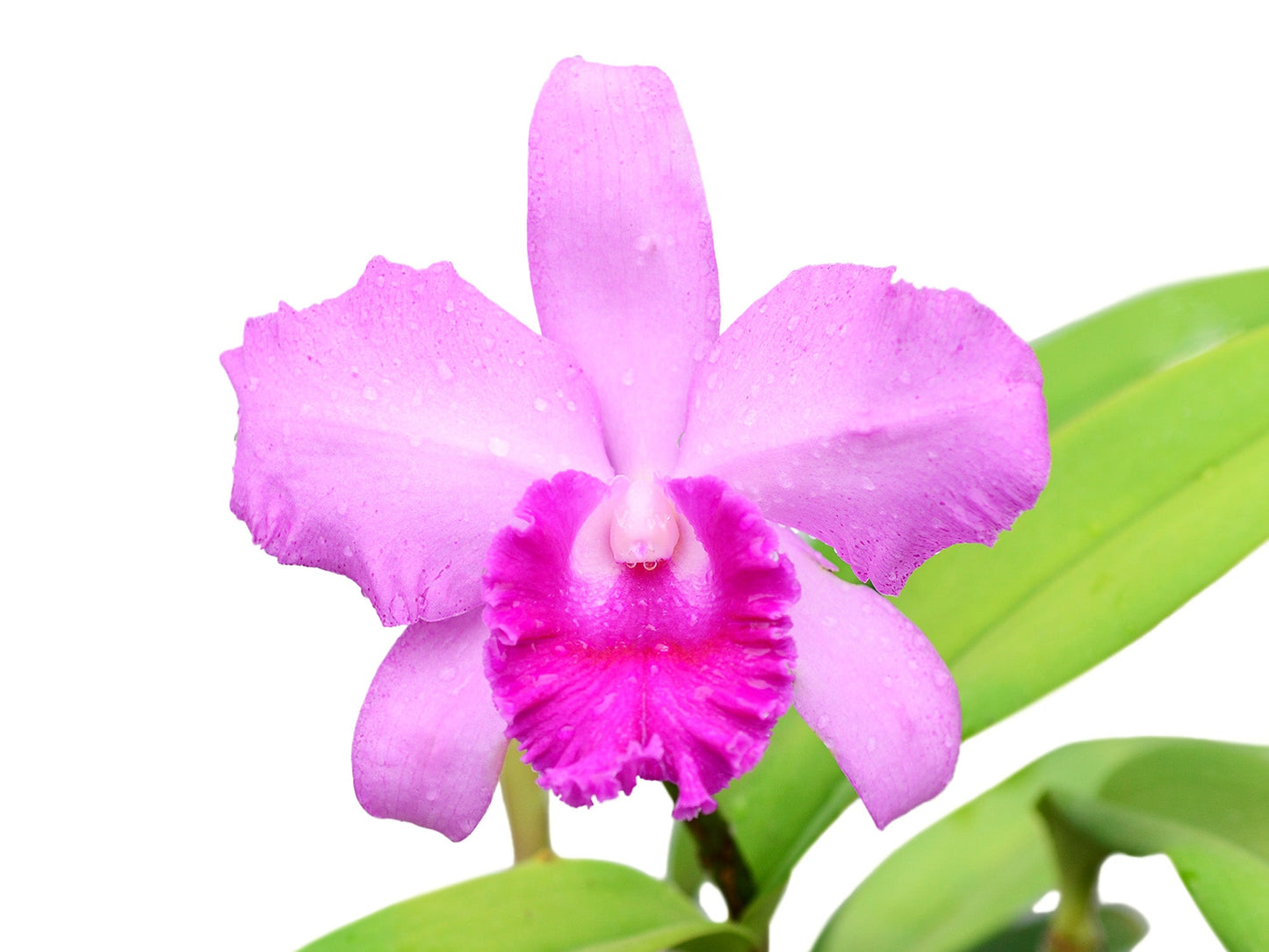 Cattleya Pedro