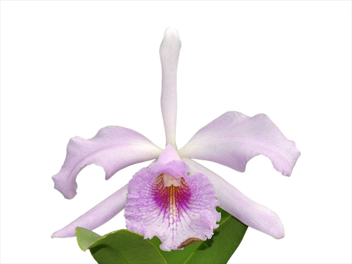 Cattleya Prinsesse Benedikte