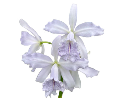 Cattleya Roque Sevilla