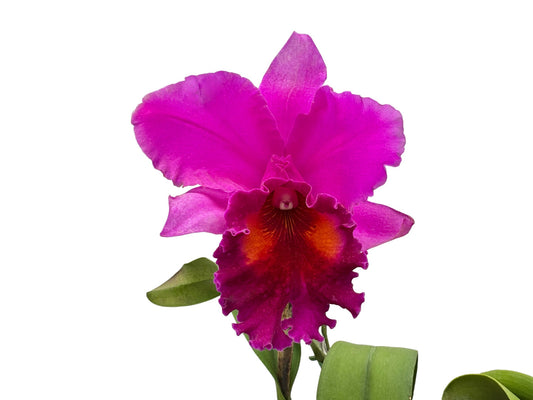 Cattleya Siam 80 x Blc. Pamela Farrell October