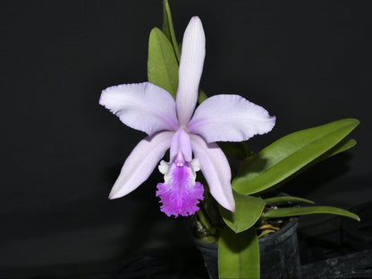 Cattleya Thayeriana