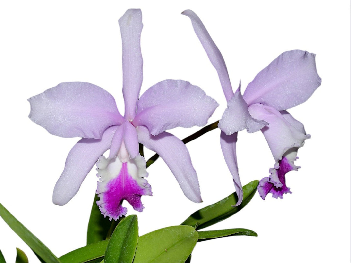 Cattleya Thayeriana