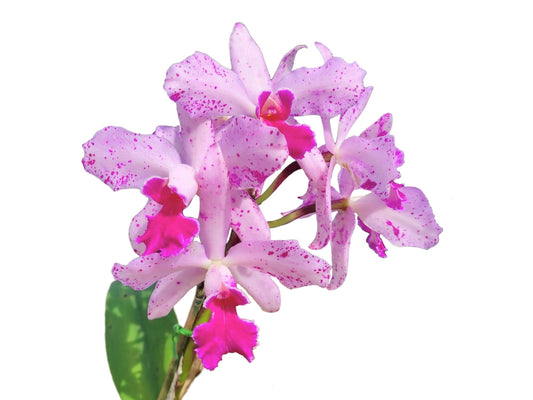 Cattleya Virgen de Guadalupe