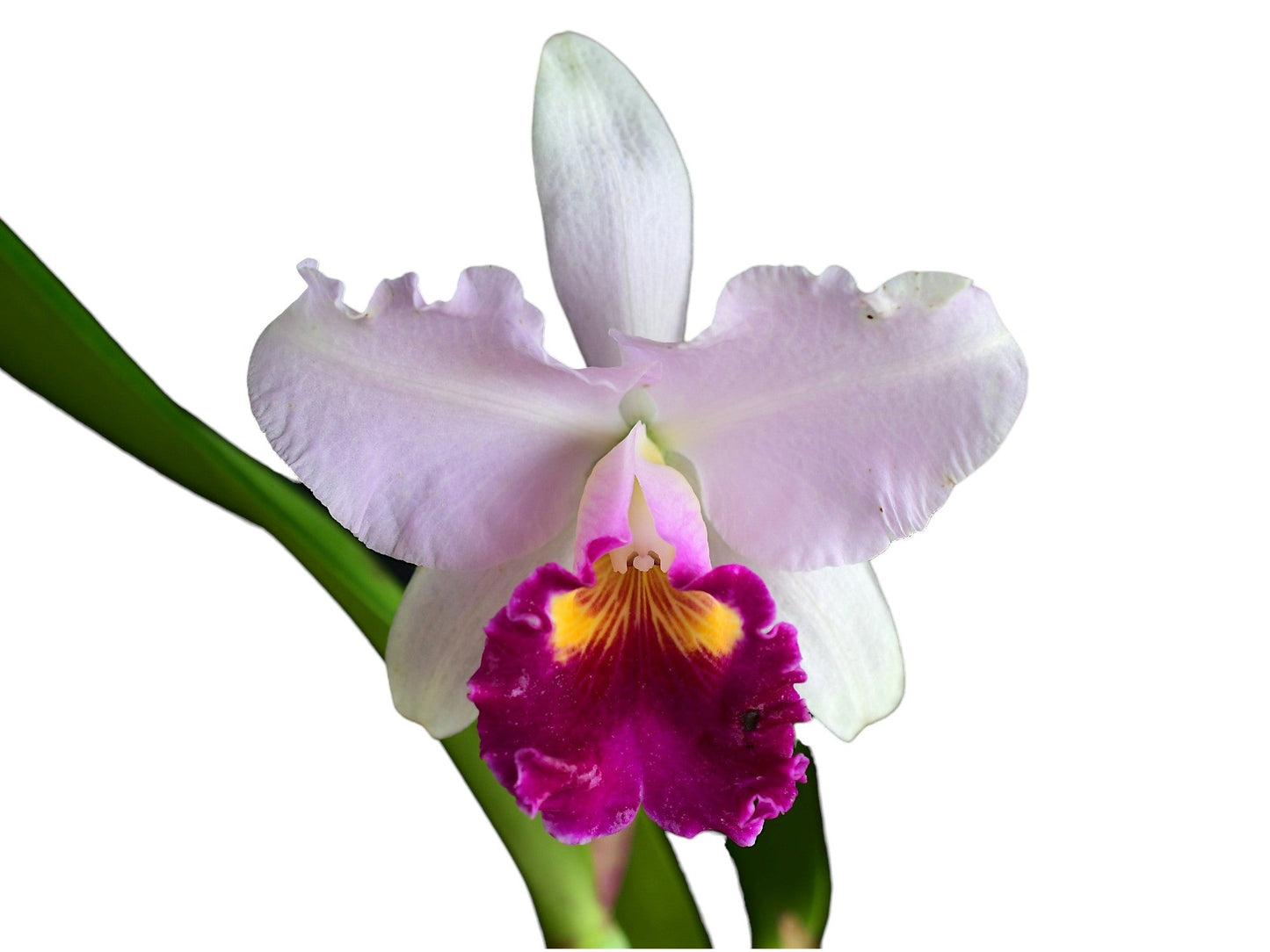 Cattleya White Sky