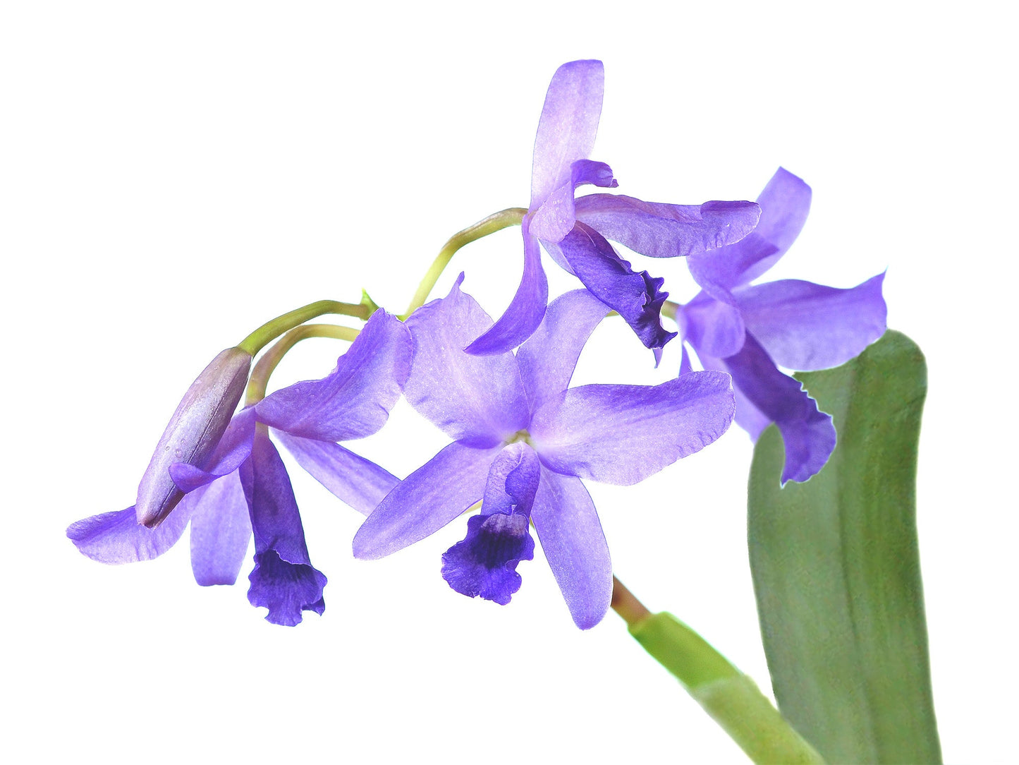 Cattleya bowringiana f. coerulea