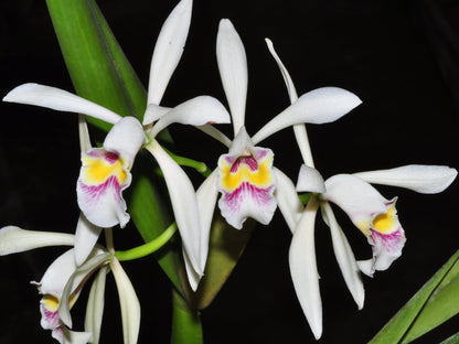 Cattleya iricolor
