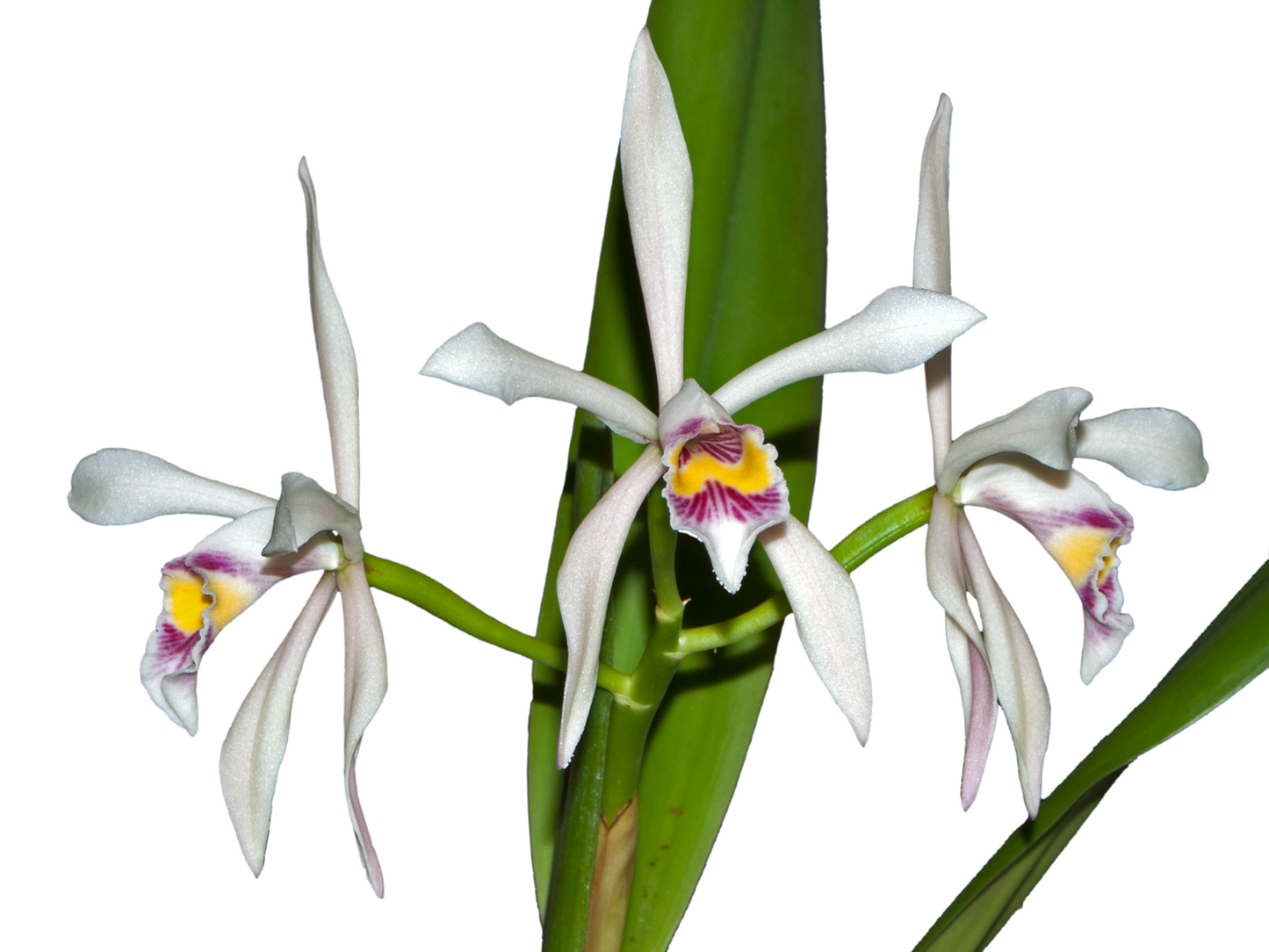 Cattleya iricolor