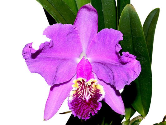 Cattleya lueddemanniana Rombito x 013