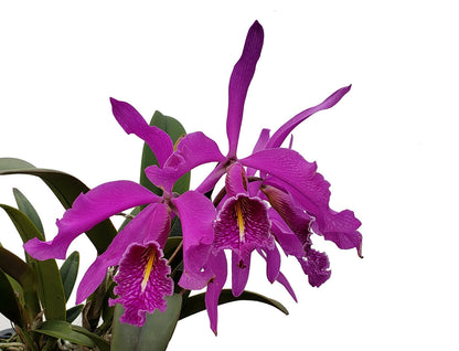 Cattleya maxima