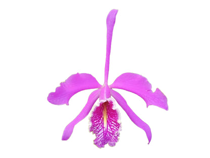 Cattleya maxima 'La Churonita'