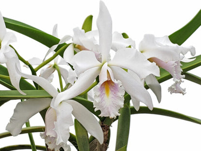 Cattleya maxima 'Munequita' x 'Roy' blanca
