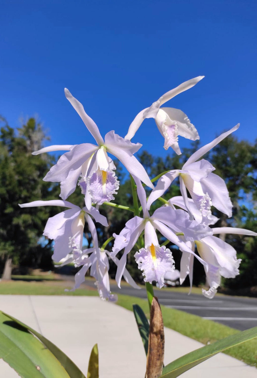 Cattleya maxima f. coerulea 'Gigi' x 'Angelo'