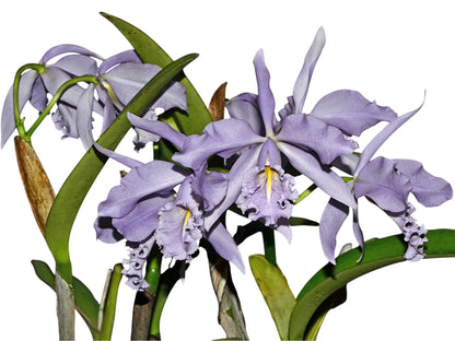 Cattleya maxima f. coerulea 'Ingrid' x f. coerulea 'Angelo'