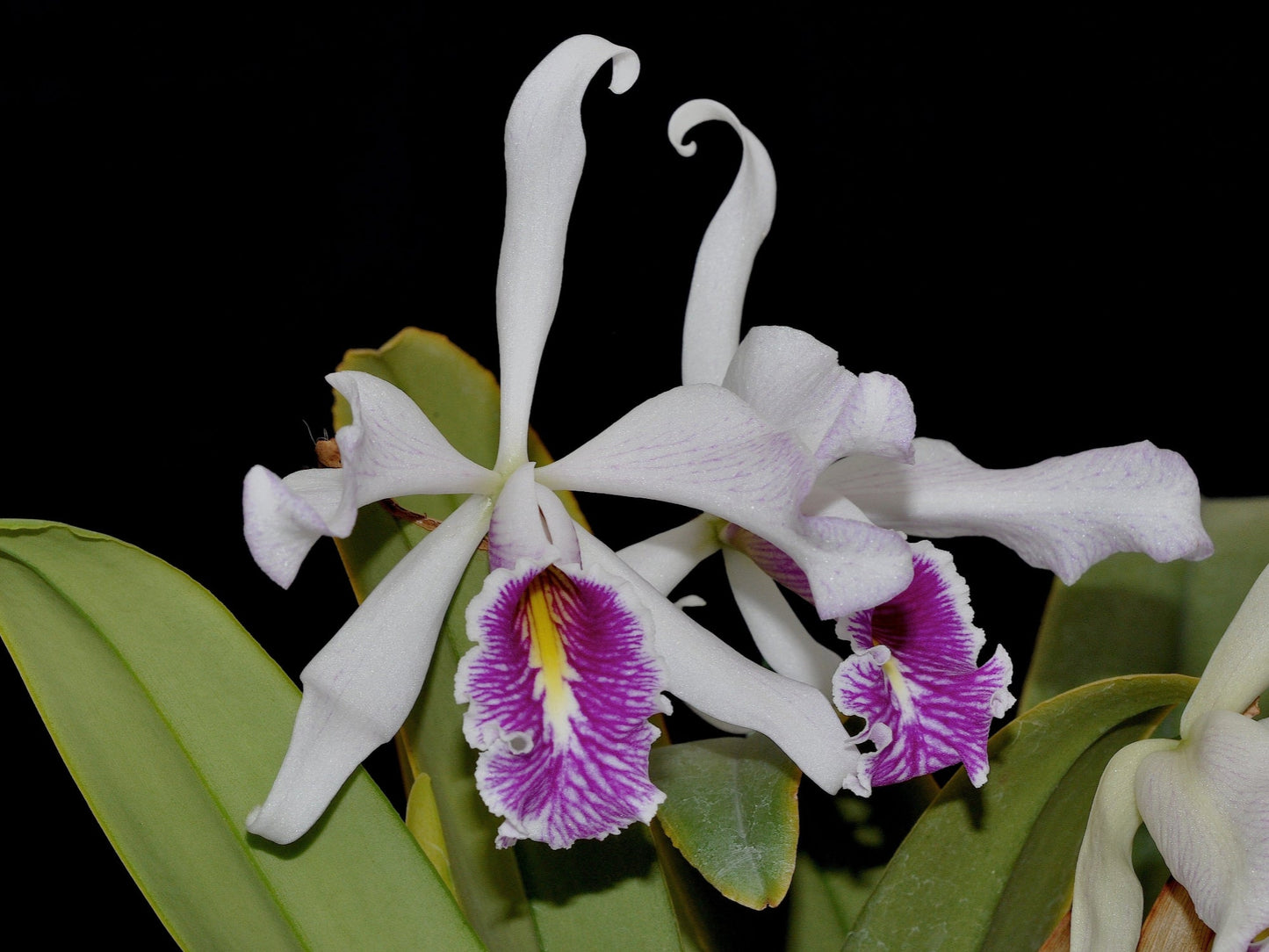 Cattleya maxima f. semialba