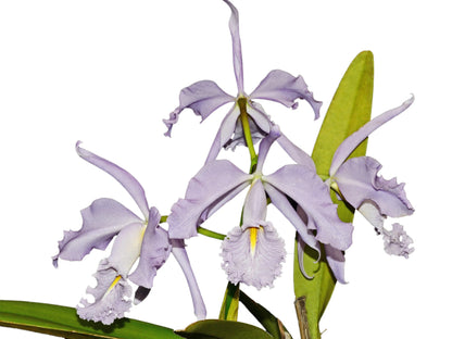 Cattleya maxima f. coerulea 'Gigi' x 'Angelo'