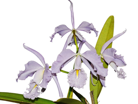 Cattleya maxima f. coerulea 'Gigi' x 'Angelo'