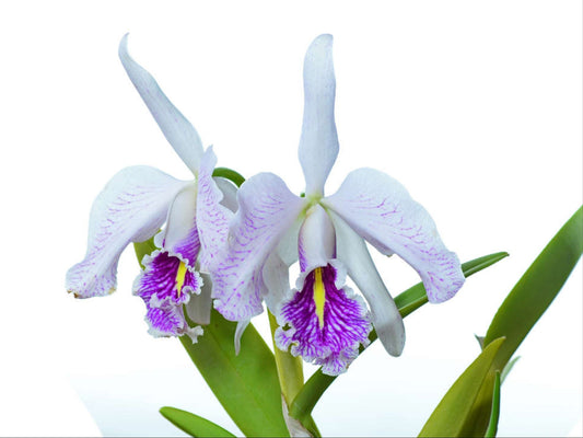 Cattleya maxima f. semialba 'La Pedrena' #1 003182 x self