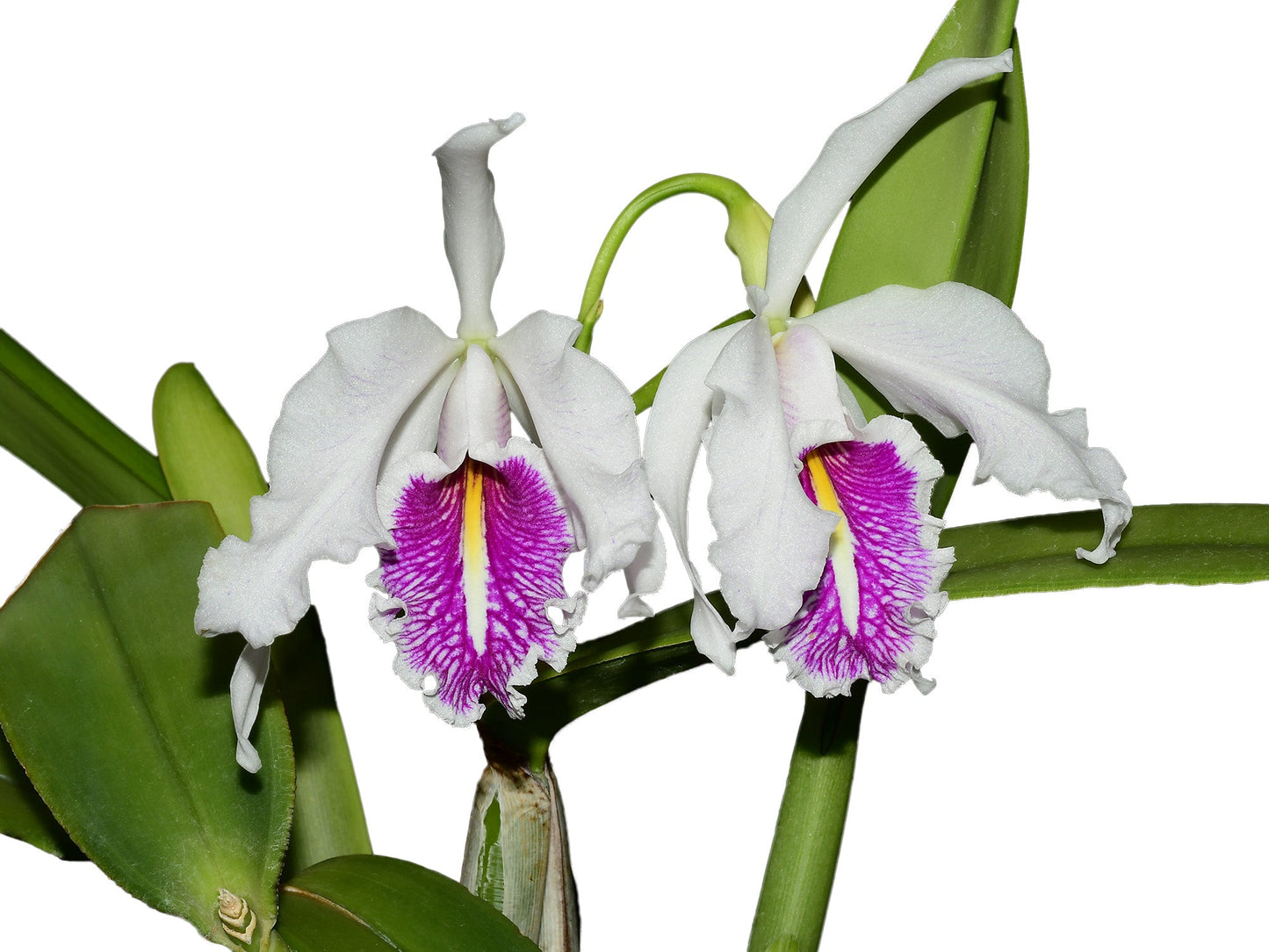 Cattleya maxima f. semialba 'La Pedrena' #1 003182 x self