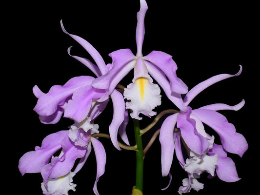 Cattleya maxima 'Yellow lip' x '2326'