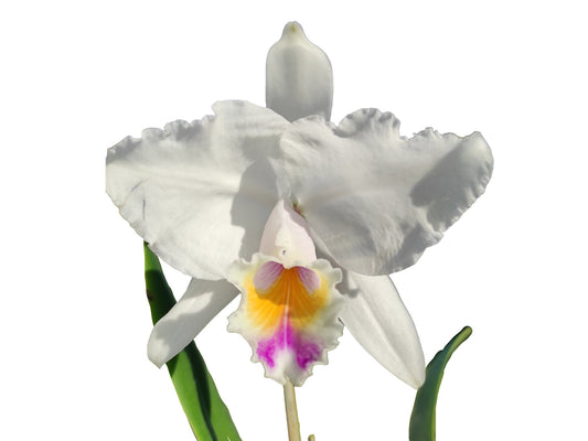 Cattleya quadricolor # 2 x # 3