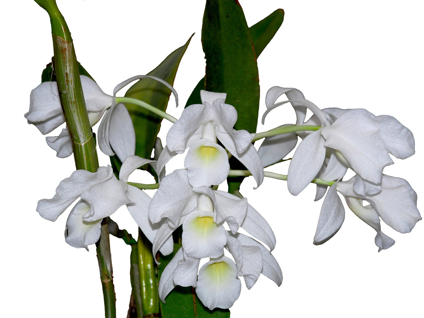 Cattleya skinneri f. alba