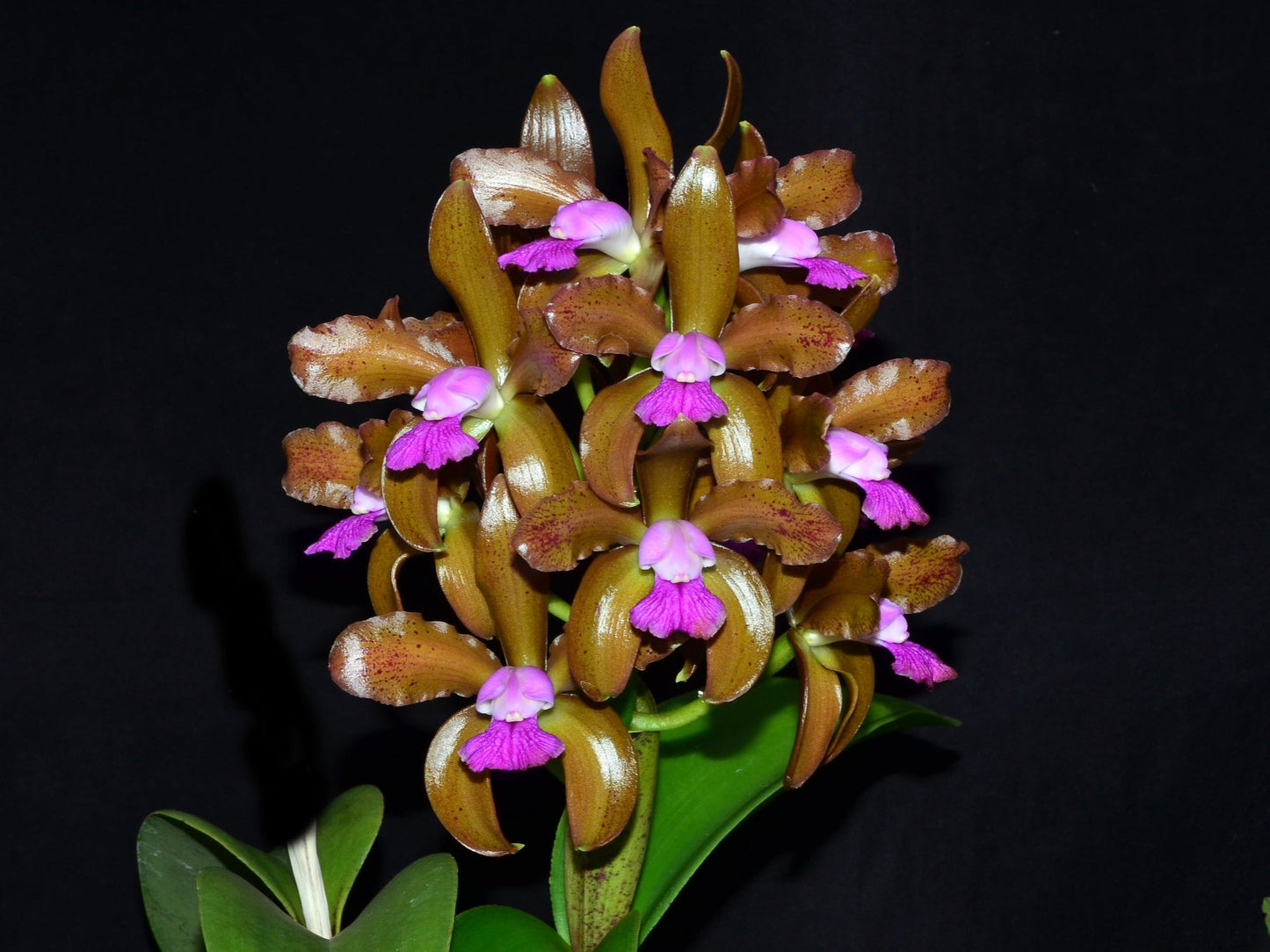 Cattleya tigrina