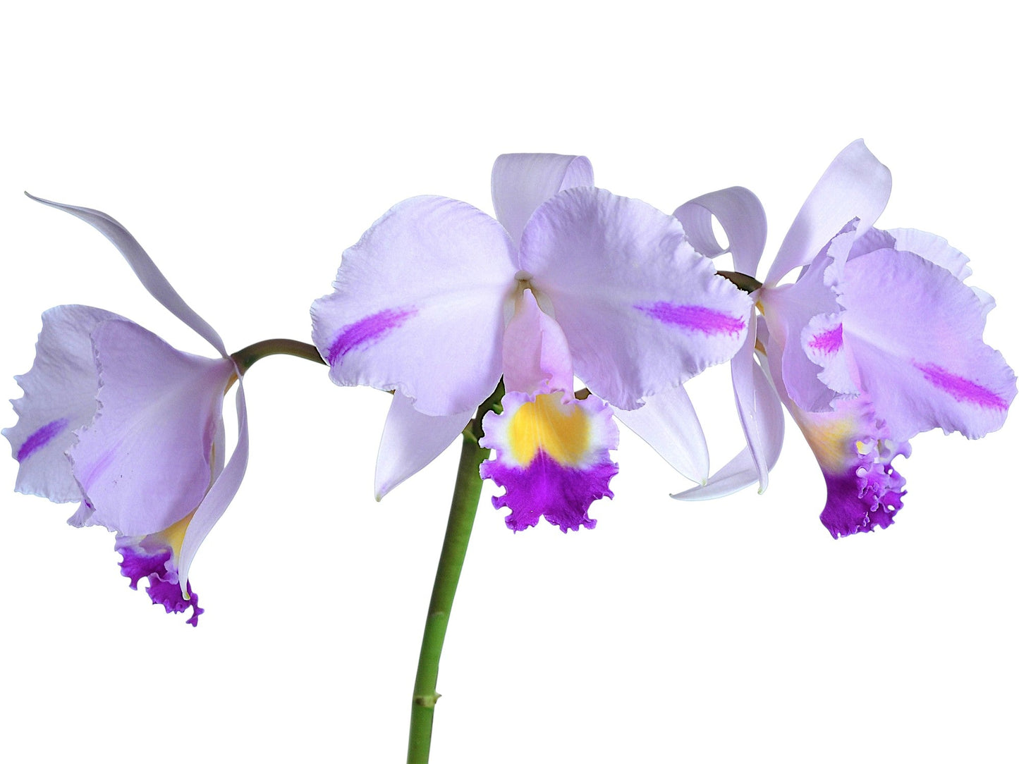 Cattleya trianae Cuencanita x Morlaquita