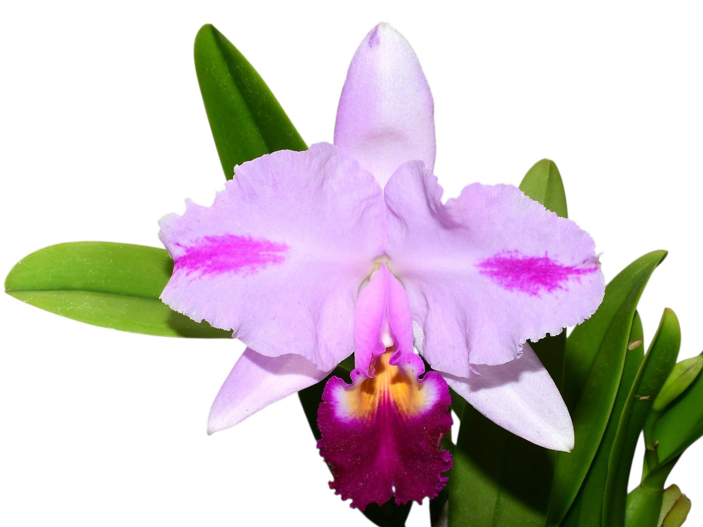 Cattleya trianae Michael x splash #118