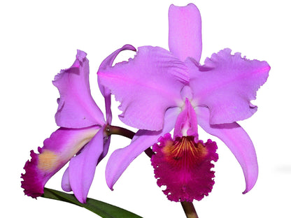 Cattleya trianae 'Michael 7A' x 'Sangre de Toro Dark Lip'