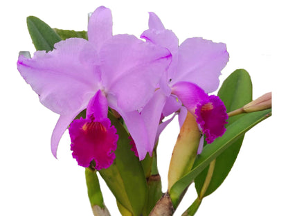 Cattleya trianae 'Michael 7A' x 'Sangre de Toro Dark Lip'