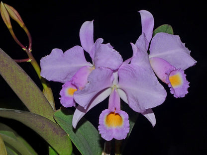 Cattleya trianae f. concolor