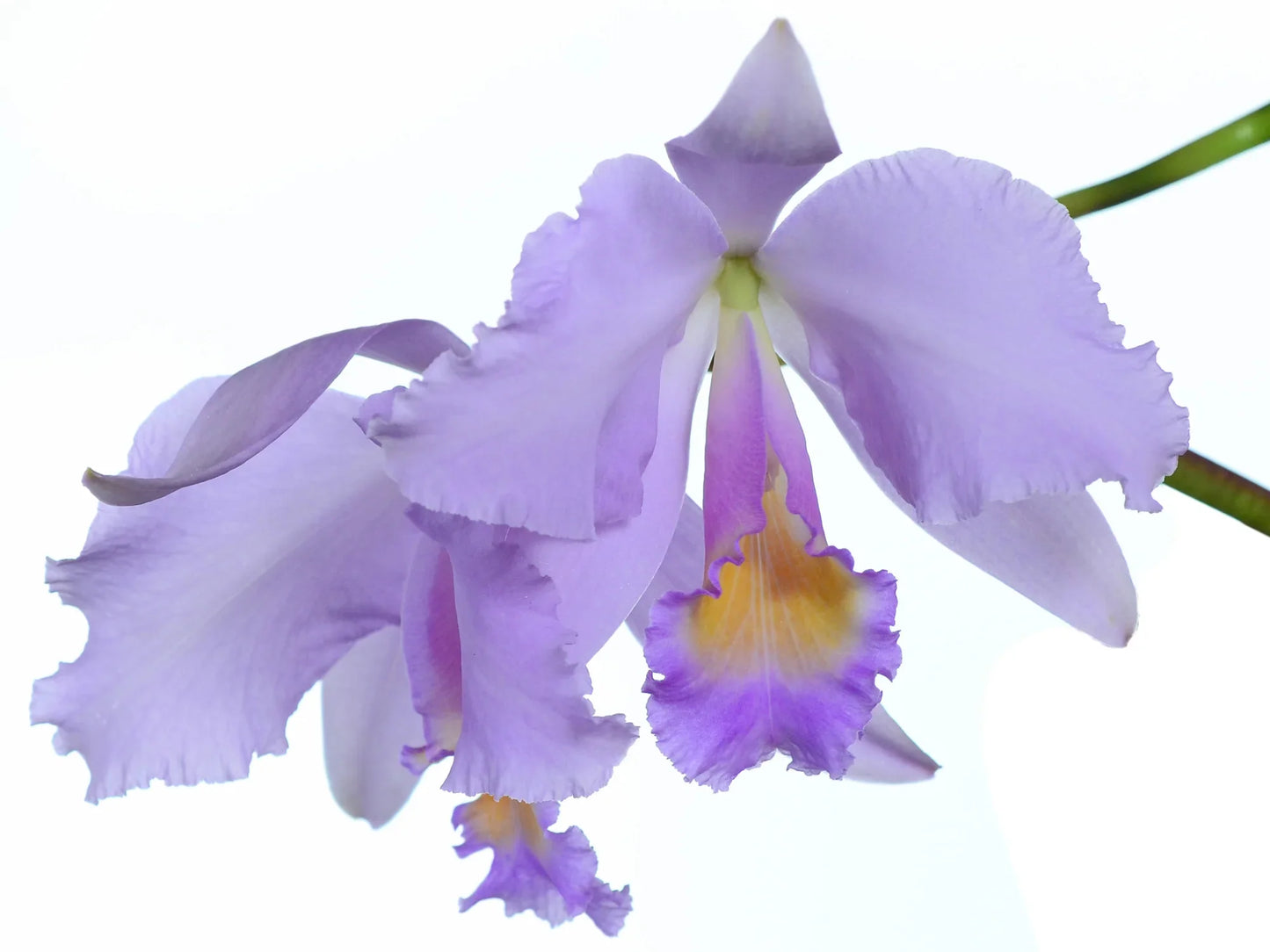 Cattleya trianae f. concolor