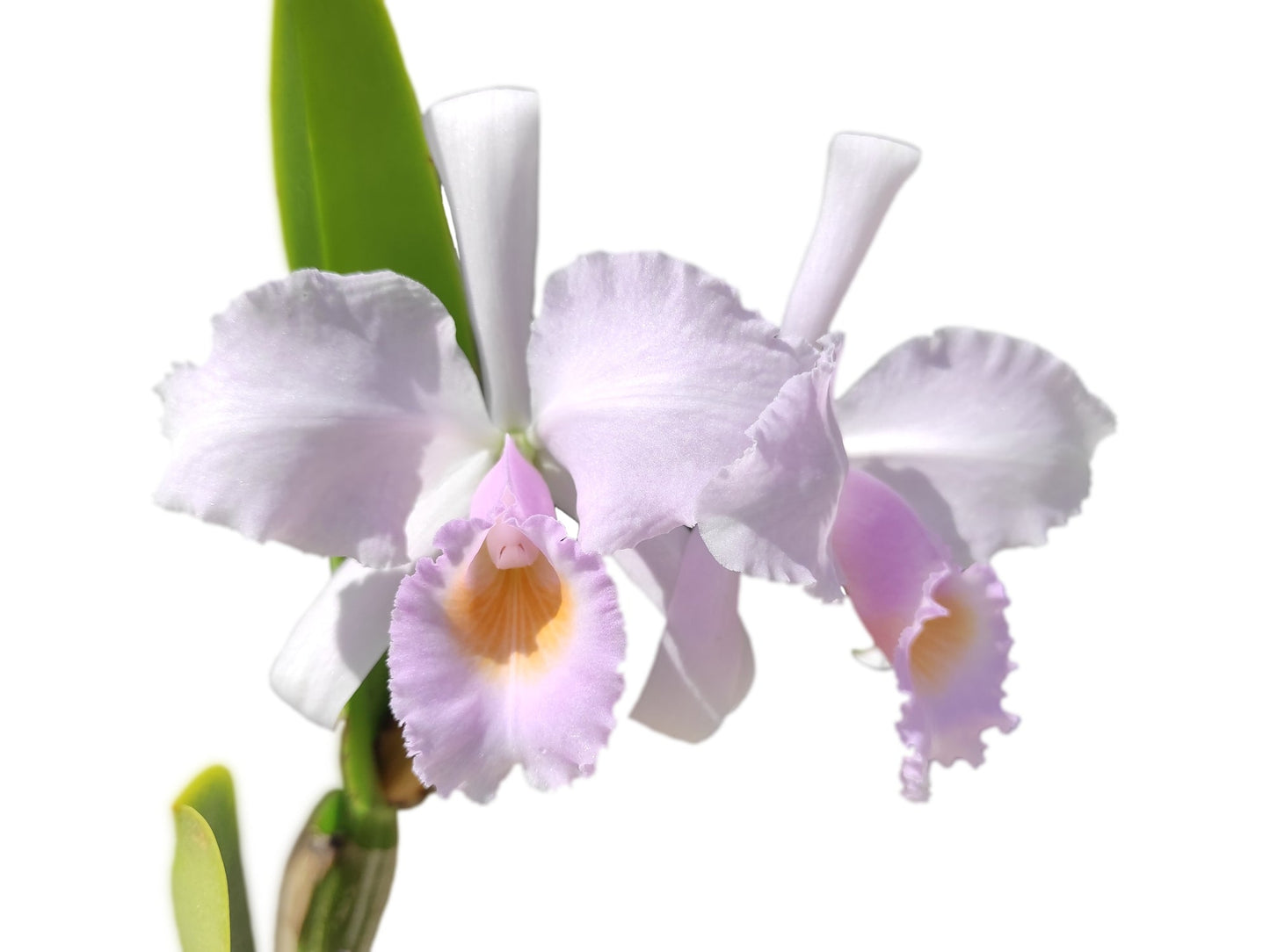 Cattleya trianae f. concolor