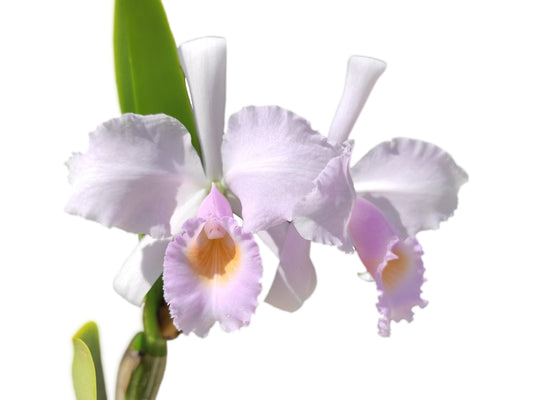Cattleya trianae f. concolor