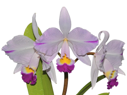 Cattleya trianae splash