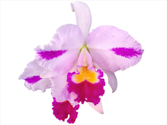 Cattleya trianae splash Real Ecua 0195 x Catt. trianaei splash #150