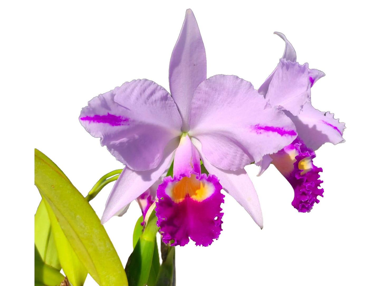 Cattleya trianae splash Real x splash