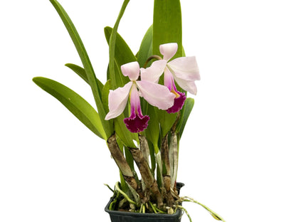 Cattleya trianae splash x 'Venezuela' dark lip x 'Morlaquita'