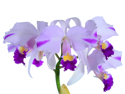 Cattleya trianae Cuencanita x Morlaquita Splash