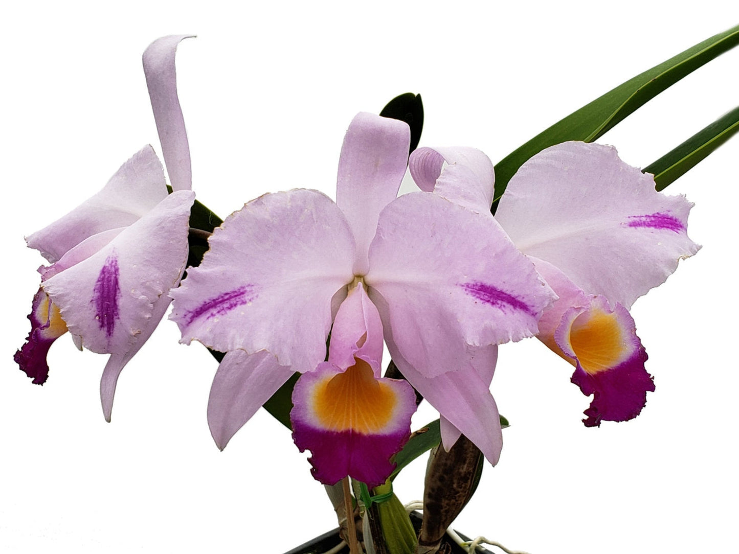 Cattleya trianae Cuencanita x Morlaquita Splash