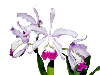 Cattleya x irrorata 'Aquimi-alba x purple lip'