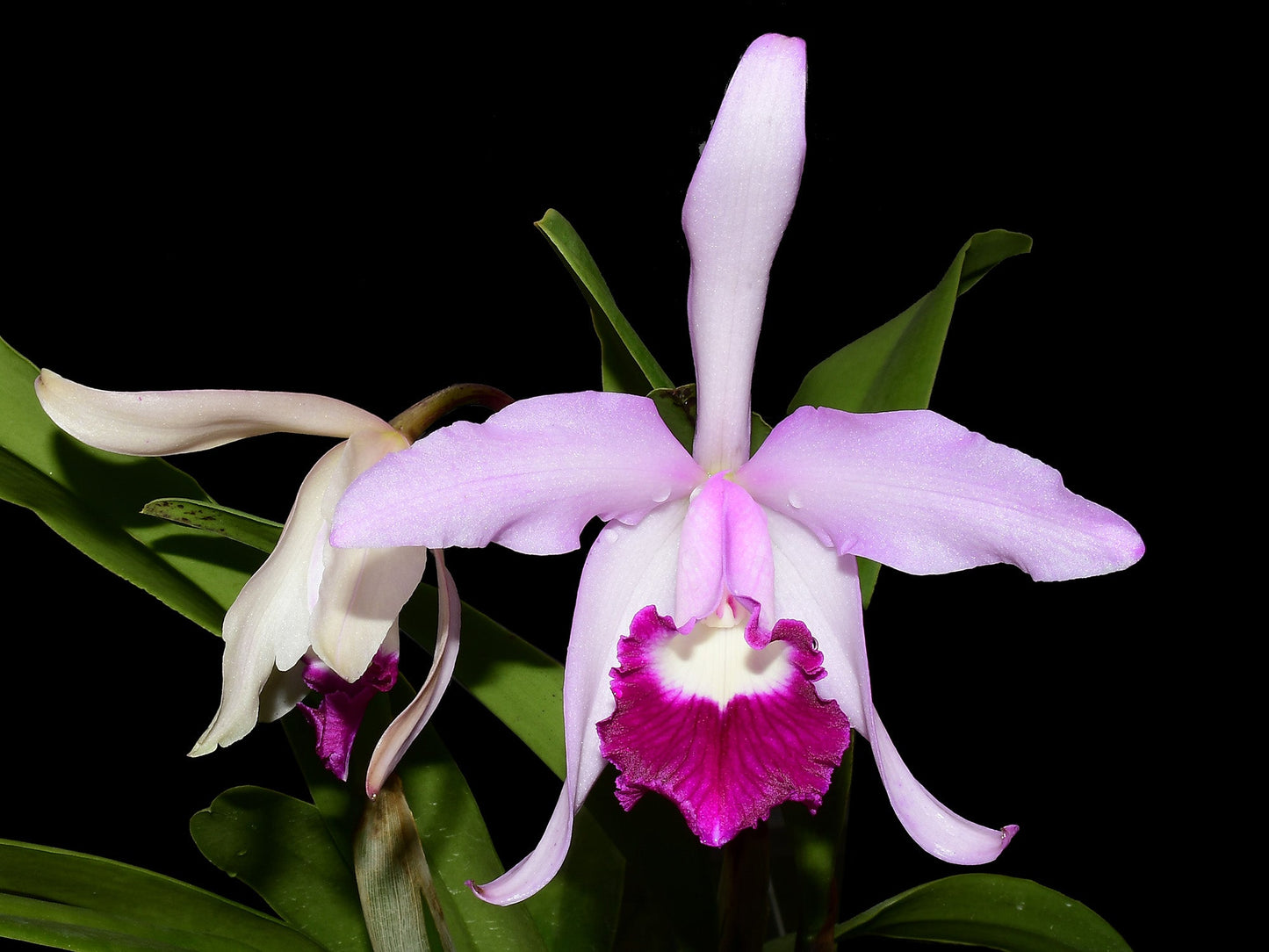 Cattleya x irrorata 'Aquimi-alba x purple lip'