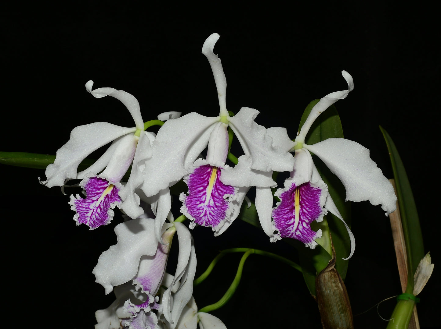 Cattleya maxima f. semialba 'Angel' x 'Rolando'