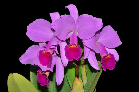 Cattleya trianae splash x 'Venezuela'