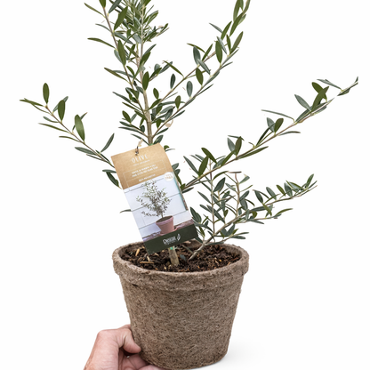 Common Olive Tree (Olea europaea)